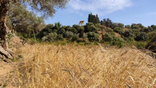 Crollo del prezzo del grano duro in Sicilia, Italia Nostra: “Emergenza che tocca la dignità dei produttori e la tutela del nostro paesaggio storico”