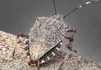 Cimici asiatiche, torna l’emergenza: danni record a pere e mais, allarme degli agricoltori