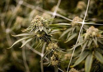 Farmaco con cannabis funziona contro dolore cronico, lo studio