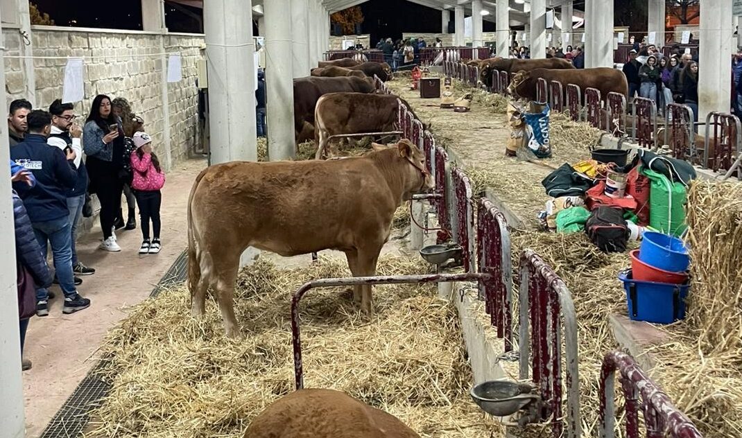 Gangi, il 17 ottobre al via la decima edizione della “Mostra Mercato Agrozootecnica e terza sagra del cinghiale madonita”