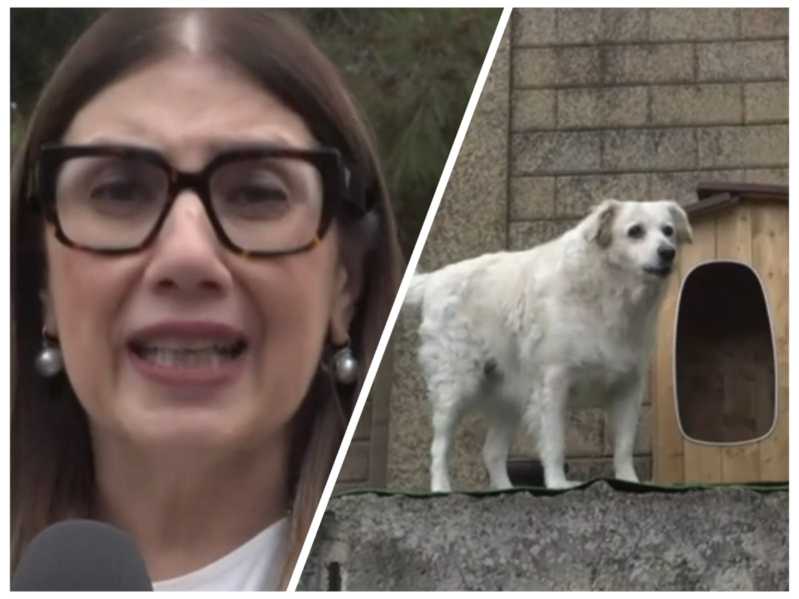 A Caltanissetta i “cani di quartiere” avranno 15 cucce: un segnale di civiltà accolto dall’assessore Tilde Falcone e dall’Amministrazione comunale