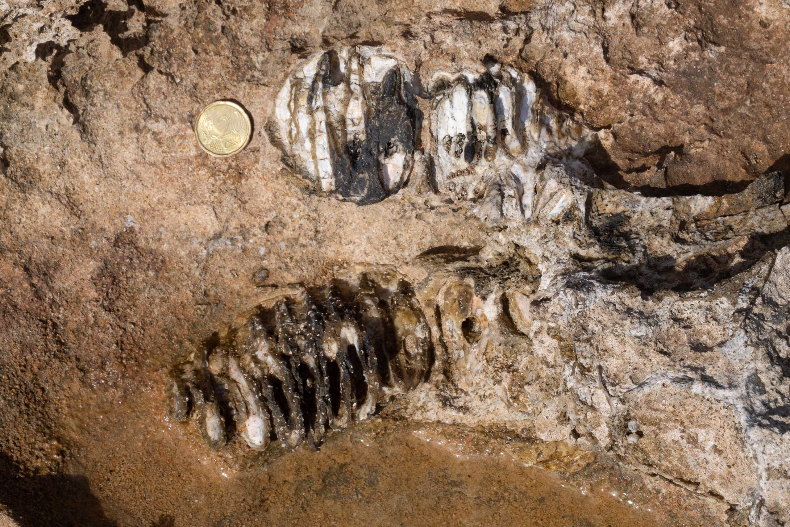 Resti di un elefante nano del Pleistocene ritrovati nel Siracusano