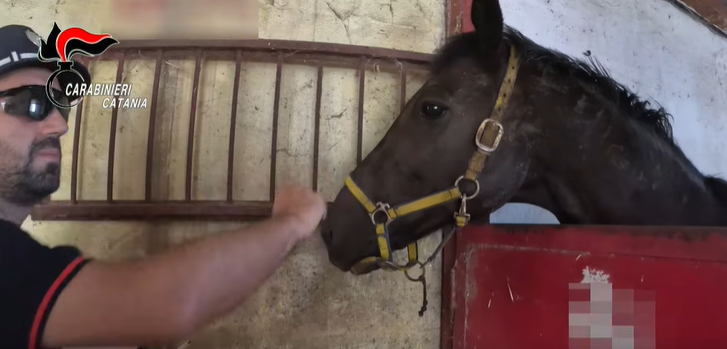 Corse clandestine, carabinieri sequestrano cavallo e carrello nel Catanese