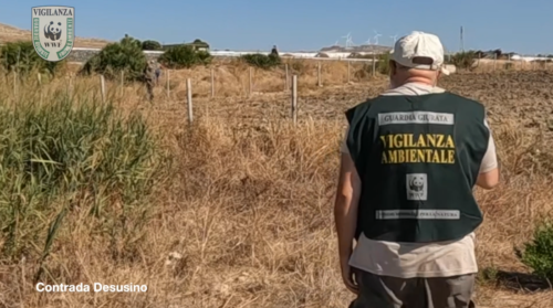 Bracconaggio selvaggio nella Piana di Gela, la denuncia delle Guardie WWF