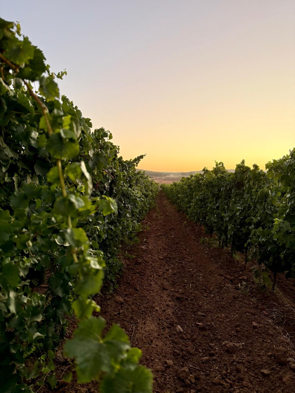 Vendemmia verde, sette milioni di euro per più di mille produttori vitivinicoli siciliani: pubblicato l’elenco