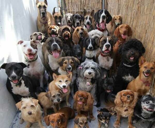 Viveva in casa con 25 cani: intervenuto il Comune che li ha prelevati e trasferiti in canili convenzionati