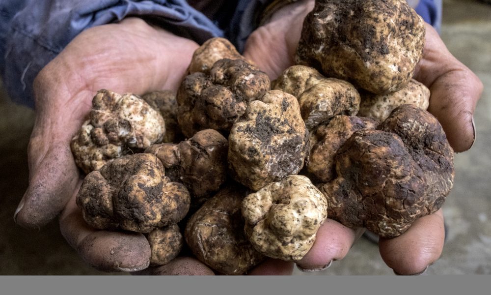 Sicilia Regione Gastronomica Europea 2025: a Palazzolo Acreide, sotto i riflettori il tartufo degli Iblei