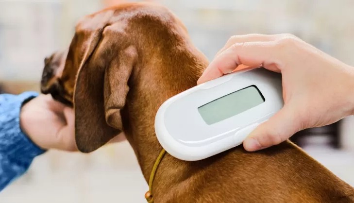 Bompensiere. Bene sessione di microchippatura di cani padronali. Scadenza termine entro il 30 novembre