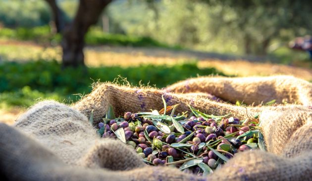 Caltanissetta, lunedì 1 dicembre al Parco Urbano Palmintelli l’iniziativa di educazione ambientale “LAB-OLIO”