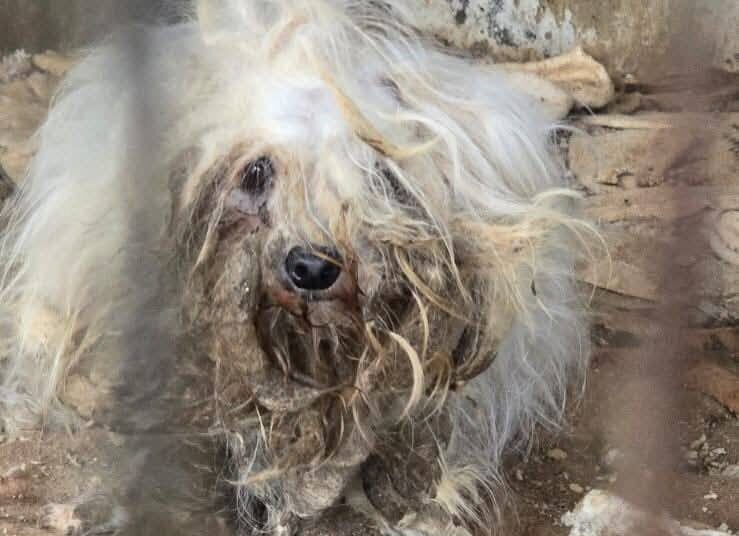 Il Partito animalista presenta denuncia sul canile-lager di Taormina