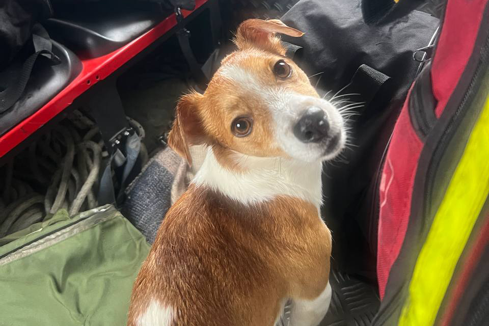 Cane abbandonato su uno scoglio a Sferracavallo, salvato dai Vigili del Fuoco