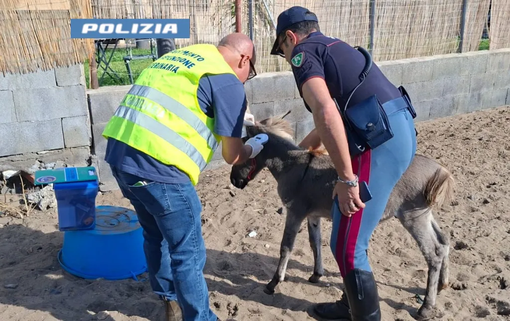 Stalle abusive e animali senza microchip, salvati due pony a Catania