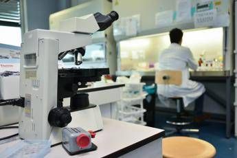 Alzheimer, ecco le cellule che possono ‘pulire’ il cervello: lo studio