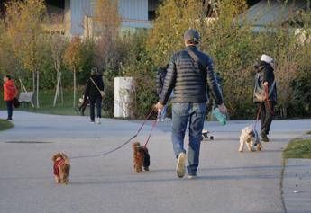 Cani, tumori cerebrali e artrosi: cura innovativa con staminali