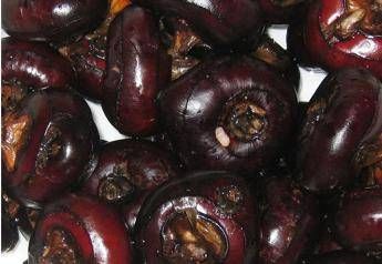 Castagne d’acqua, lo snack che protegge fegato e cervello: cosa sono e come si mangiano