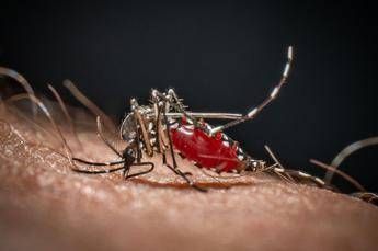 Medici ambiente, ‘zanzare e rischi connessi possibili fino a Natale’