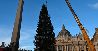 Piazza San Pietro, arriva il Natale: innalzato l’abete gigante da 27 metri