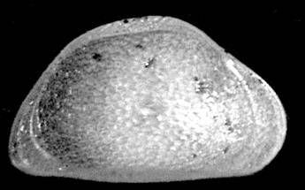 Scoperta in Italia una nuova specie di ostracode
