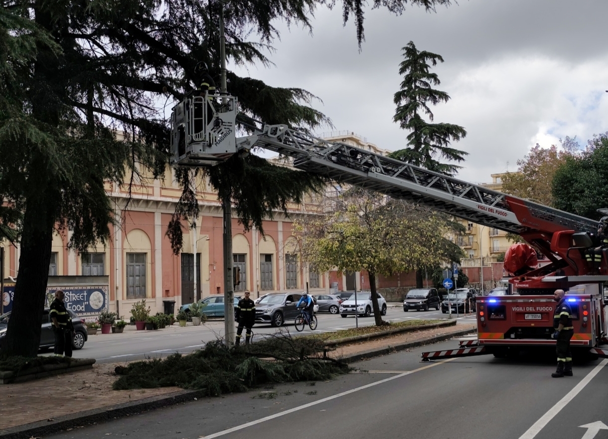 Caltanissetta, lavori di potatura in corso sul viale della Regione: intervento dei Vigili del Fuoco per la messa in sicurezza di un grande pino