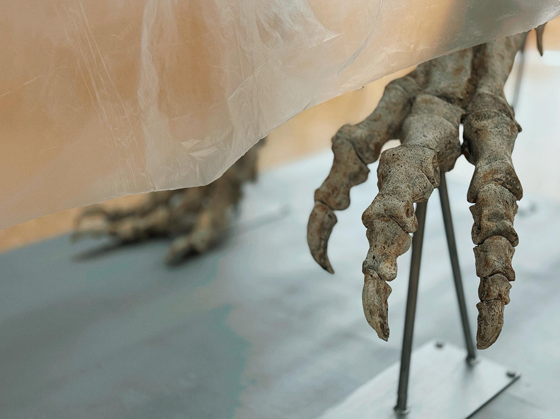 A Comiso dal 2 dicembre al 25 gennaio c’è una straordinaria Mostra di Dinosauri al Museo civico di Storia naturale