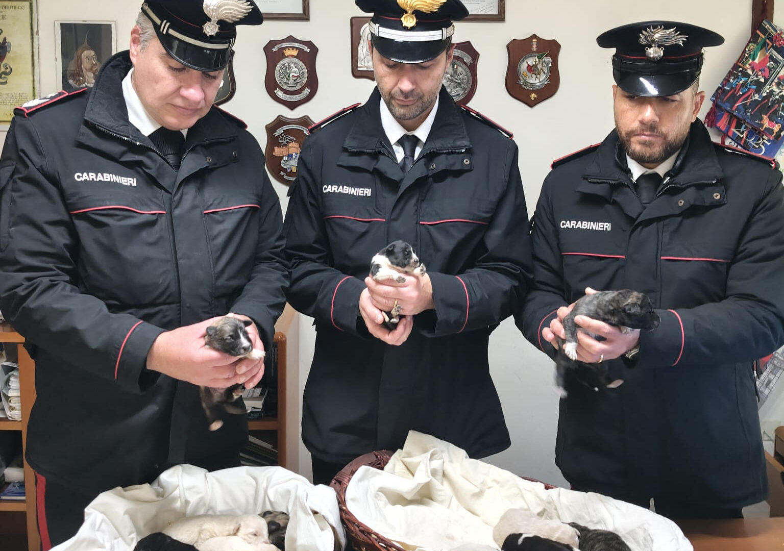 Caltanissetta, cuccioli di cane abbandonati su una strada provinciale: salvati da un cittadino e dai Carabinieri