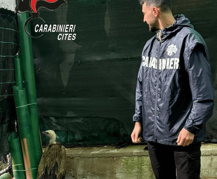 Nel Trapanese i Carabinieri Forestali salvano un grifone in difficoltà