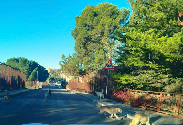 Mazzarino. Randagismo, D’Aleo e Vicari: “Si individui una soluzione efficace per garantire la sicurezza dei cittadini e il benessere dei cani”
