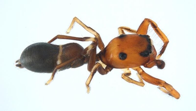 Nella riserva naturale orientata di Pantalica individuata una nuova specie di ragno