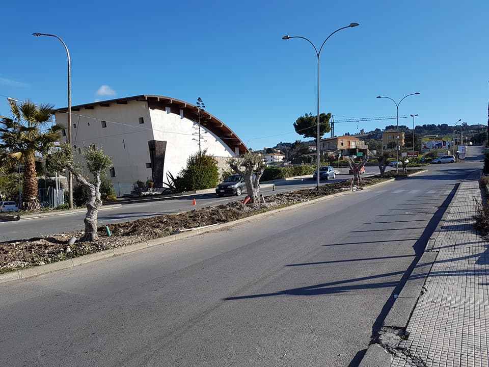 San Cataldo. Presentata dal consigliere Modaffari  proposta di Regolamento per raccolta solidale delle olive comunali