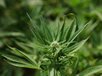 Cannabis light, Consiglio Stato accoglie ricorso: le aziende possono continuare a lavorare