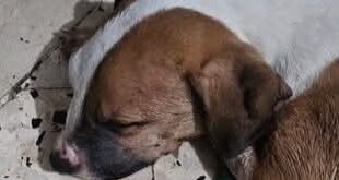 Cagnolino ridotto in fin di vita dal padrone con infermità mentale a Palermo, associazione animalista: “Presenteremo tre esposti per omissione di soccorso”