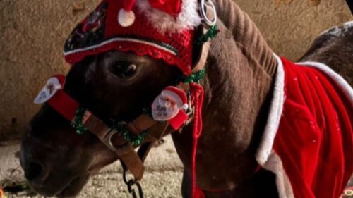 Caltanissetta, il 20 dicembre gioia e divertimento per i più piccini con il Pony Albertino alla Casa del Presepe