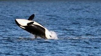 Le orche si alleano con i delfini? La nuova ‘strategia’ nella caccia ai salmoni