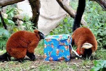 Natale, al Bioparco di Roma fitto calendario di appuntamenti dedicati alle famiglie