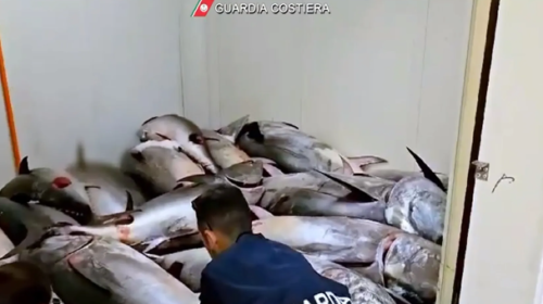 Controlli della capitaneria di porto di Palermo, sequestro di 112 tonnellate di pesce