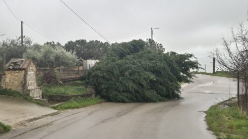 Marianopoli. Allerta Meteo: albero caduto tra il Calvario e la Portella; in via Ospizio copertura sradicata è finita appesa tra due tetti