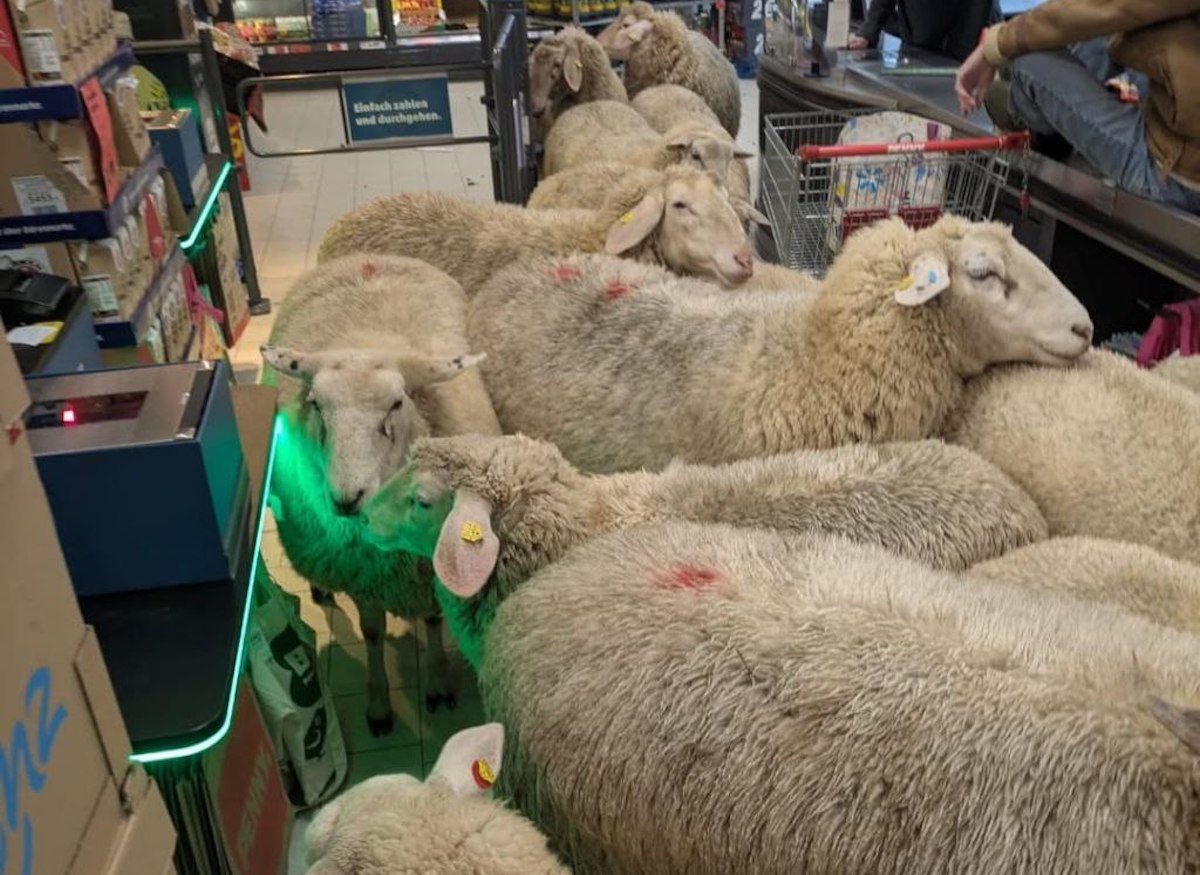 Gruppo di 50 pecore s’è separato dal resto del gregge per dirigersi all’interno di un supermercato