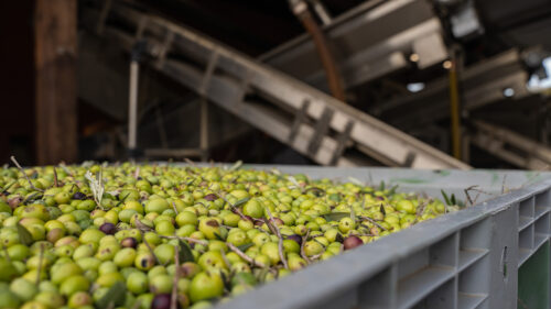 Agricoltura, prorogata scadenza per richiesta di saldo dei bandi Pnrr meccanizzazione e frantoi oleari