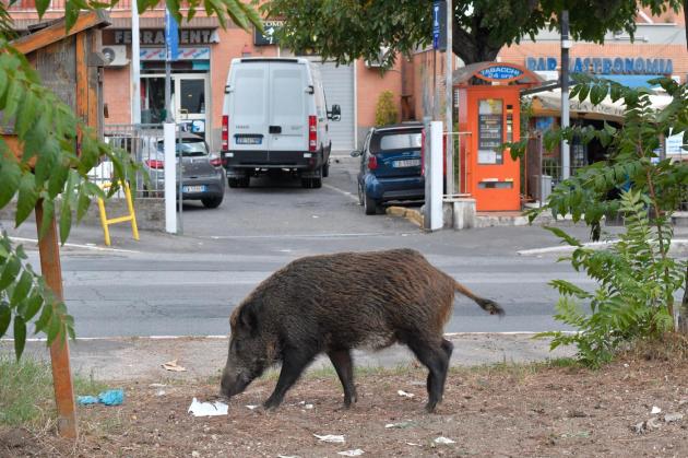 Nel nisseno, Gela: cinghiale ‘cittadino’, più volte fotografato dai residenti