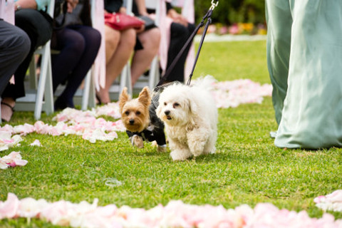 Parroco dice basta ai matrimoni con le fedi portate in chiesa da animali