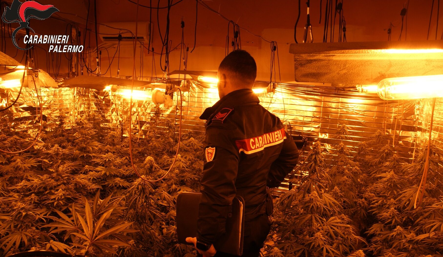 Serra indoor di marijuana e maxi furto di energia nel Palermitano, tre denunciati dai carabinieri