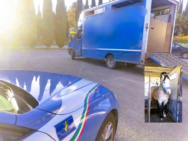 Caltanissetta, trasportava un cavallo privo di documentazione e microchip: la polizia stradale sanziona conducente di un autocarro