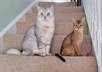 Cancro, la scoperta sui tumori dei gatti: lo studio e le nuove speranze