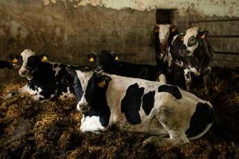 Ecdc-Efsa, ‘superbatteri di origine alimentare problema di salute pubblica’