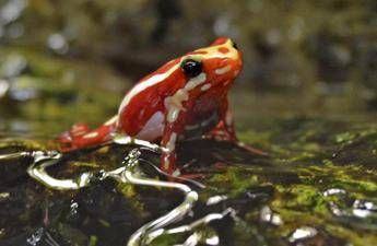 Epibatidina, tossina della rana freccia: cos’è il veleno che potrebbe aver ucciso Navalny