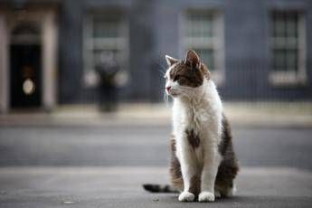 Gatto Larry compie 15 anni di servizio, è Chief Mouser a Downing Street
