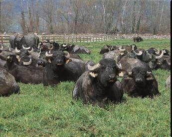 Sanremo in stalla, 250 bufale ascolteranno i brani in gara