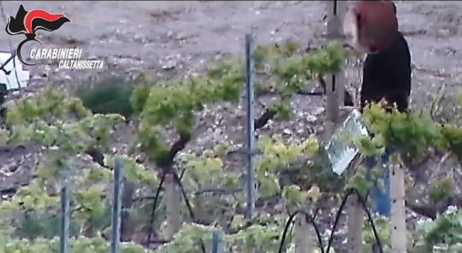 Coltivavano e vendevano marijuana, 5 arresti dei carabinieri tra il Nisseno e il Palermitano