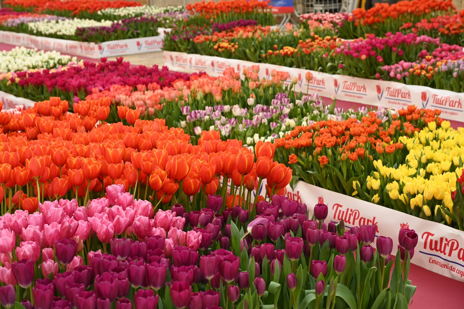 Tulipark Day: a Sicilia Outlet Village sboccerà un giardino immersivo di 100 mila tulipani veri