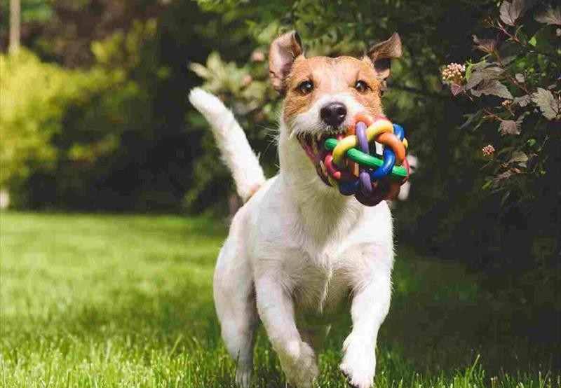 Expopet 2026 apre le porte a Sicilia Fiera: tre giorni dedicati al mondo degli animali a Catania